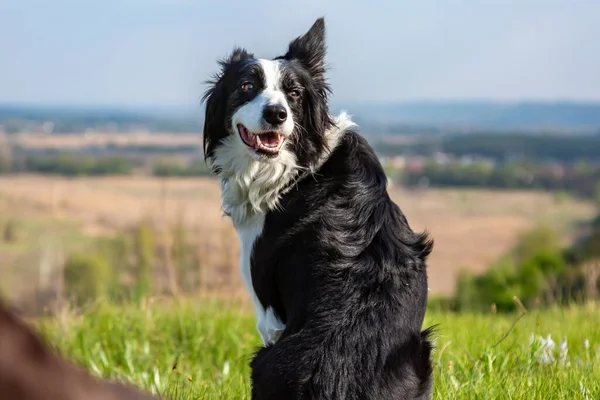 Black and white border collie dog sitting with his back turning to the viewer on a hill in green grass on a blurred natural background. Horizontal orientation.
