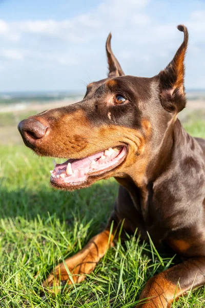 Porträtt av en brun-och-tan doberman dobermann hund med öppen mun i grönt gräs på en kulle på en suddig naturlig bakgrund. Huvudet i ramen närbild. Vertikal inriktning. — Stockfoto