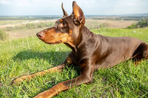 De bruin-bruine Doberman Dobermann hond ligt in het groene gras op de heuvel. Portret op een wazige natuurlijke achtergrond. Horizontale oriëntatie. — Stockfoto
