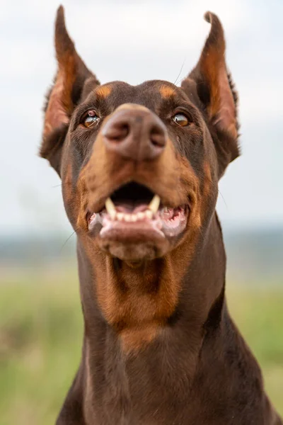 Brown and tan Doberman Dobermann dog with cropped ears and open mouth. Closeup muzzle portrait in full face on blurred nature background on sunny day. Looking at viewer. Vertical orientation. Stock Image