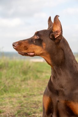 Kahverengi tenli doberman Dobermann köpeğinin profili. Bulanık çimenler ve gökyüzü arka planında kafa portresi. Dikey yönelim. 