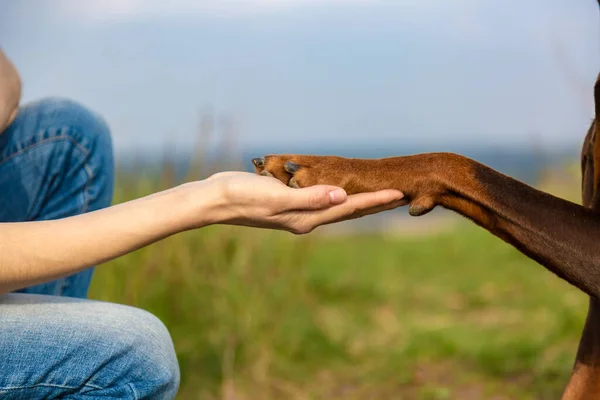 Pata de um cão doberman dobermann marrom e bronzeado na mão de meninas humanas. Close-up em um fundo turvo de grama e céu. Orientação horizontal . — Fotografia de Stock