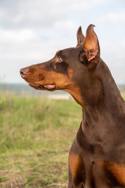 Perfil del perro doberman dobermann marrón-tostado. Primer retrato de la cabeza sobre hierba borrosa y fondo del cielo. Orientación vertical . — Foto de Stock