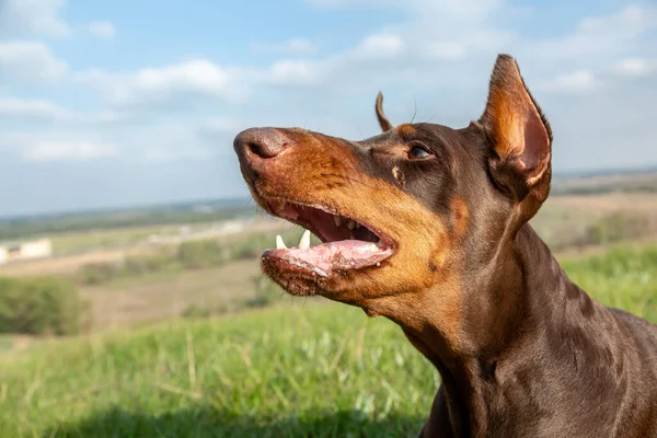 Porträtt av en ond skällande brun-och-solbränd doberman dobermann hund i grönt gräs på en kulle på en suddig naturlig bakgrund. Huvudet i ramen närbild. Horisontell inriktning. — Stockfoto