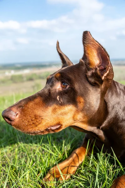 Portret van een bruin-bruine doberman dobermann hond in groen gras op een heuvel op een wazige natuurlijke achtergrond. Hoofd in het frame close-up. Verticale oriëntatie. — Stockfoto