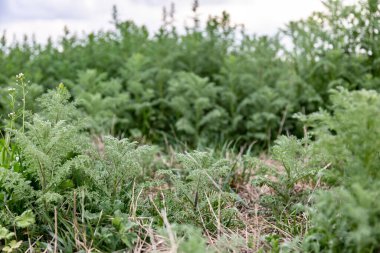 Artemisia absinthium otlakta yetişir. Bitki çalıları orman gibi. Yatay yönelim.