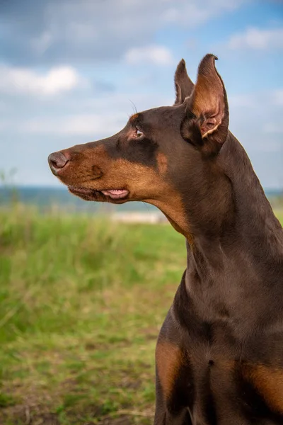 Profiel van bruin-bruine doberman dobermann hond. Close-up hoofd portret op wazig gras en lucht achtergrond. Verticale oriëntatie. — Stockfoto