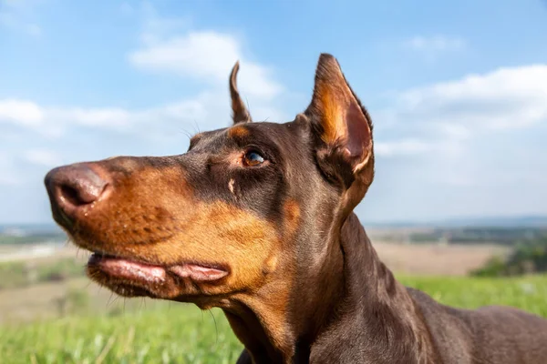 Portrét hnědohnědého dobermanna v zelené trávě na kopci na rozmazaném přírodním pozadí. Hlavu do záběru zblízka. Vodorovná orientace. — Stock fotografie