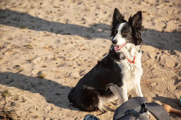 Negro y blanco borde collie perro sentado en la arena en un día soleado. Orientación horizontal . — Foto de Stock