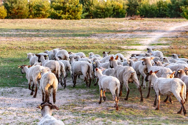 Kesilmiş bir koyun sürüsü güneşteki çayırlarda kameradan kaçıyor. Çimlerin ve ağaçların arka planına karşı. Yatay yönelim. 
