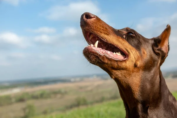 Portrét hnědoopáleného dobermannova psa, který se dívá do zelené trávy na kopci na rozmazaném přírodním pozadí. Hlavu do záběru zblízka. Vodorovná orientace. — Stock fotografie