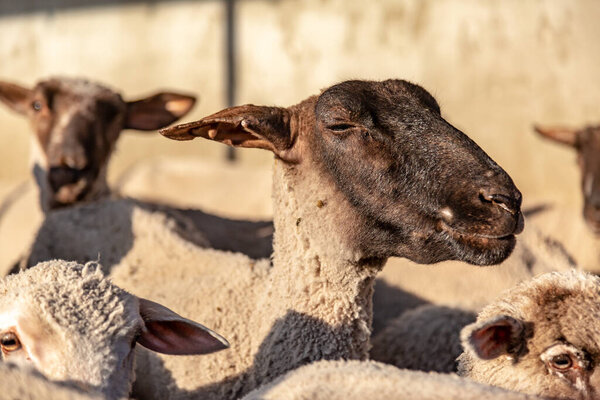 Стадо овец в загоне в лучах вечернего солнца. Морда крупным планом. Горизонтальная ориентация. 
