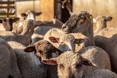Akşam güneşinin altında sığır ağılında büyük bir koyun sürüsü yakın duruyor. Yatay yönelim.