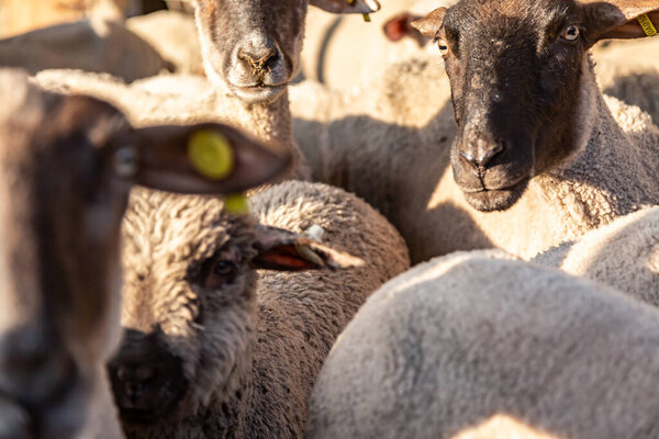 Стадо овец в загоне в лучах вечернего солнца. Морда крупным планом. Горизонтальная ориентация. 