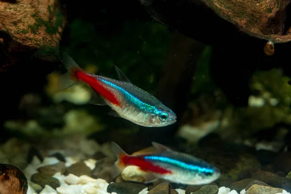 Dos peces tetra de neón Paracheirodon innesi nadan en el acuario sobre el fondo de guijarros y madera a la deriva de cerca. Orientación horizontal. Foto de alta calidad — Foto de Stock