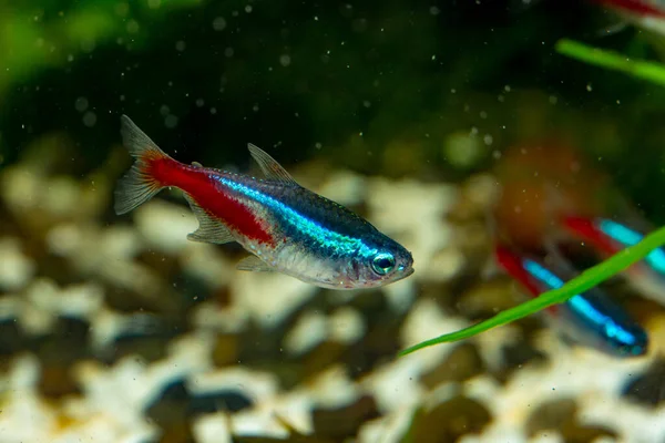 Dos peces tetra de neón Paracheirodon innesi nadan en el acuario sobre el fondo de guijarros y madera a la deriva de cerca. Orientación horizontal. Foto de alta calidad — Foto de Stock