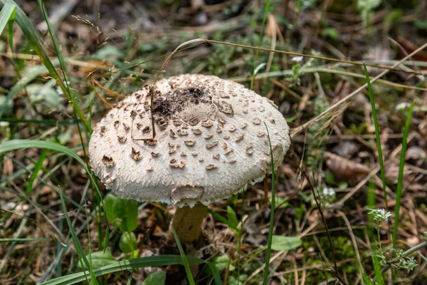 Зонтичный гриб Macrolepiota procera крупным планом растет в траве в лесу. Горизонтальная ориентация. Высокое качество фото — стоковое фото