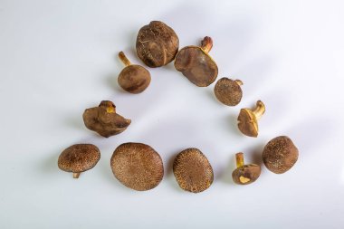 Mantardan yapılmış üçgen çerçeve Suillus bovinus Jersey sığır mantarı bolete beyaz arka planda. Üst Manzara. Yatay oryantasyon. Yüksek kalite fotoğraf