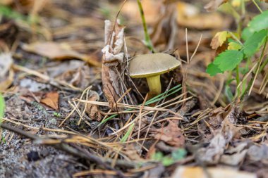 Küçük bir hafif Suillus bovinus Jersey sığır mantarı yakın plan çimlerde yetişir ormandaki yosunlarda kuru kozalaklı iğneler ve yapraklar içinde. Yatay oryantasyon. Yüksek kalite fotoğraf