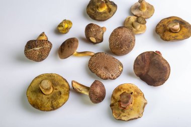 Bir grup formalı inek mantarı beyaz arka planda kaotik bir şekilde yatar. Yatay oryantasyon. Yüksek kalite fotoğraf.