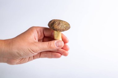 Bir insan elinde beyaz arka planda çiğ formalı inek mantarı tutar. Yatay oryantasyon. Yüksek kalite fotoğraf.