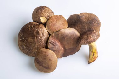 Toplanan bir demet çiğ inek mantarı beyaz arka planda, yakın planda duruyor. Yatay oryantasyon. Yüksek kalite fotoğraf.