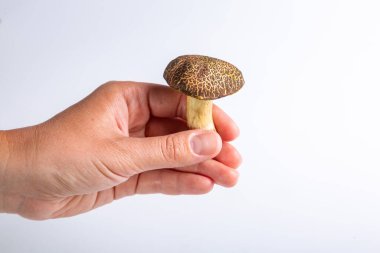 Bir insan elinde beyaz arka planda çiğ formalı inek mantarı tutar. Yatay oryantasyon. Yüksek kalite fotoğraf.