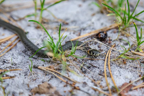 Une petite couleuvre d'herbe Natrix rampant dans la forêt sur le sol sablonneux forestier gros plan. Orientation horizontale. Photo de haute qualité — Photo