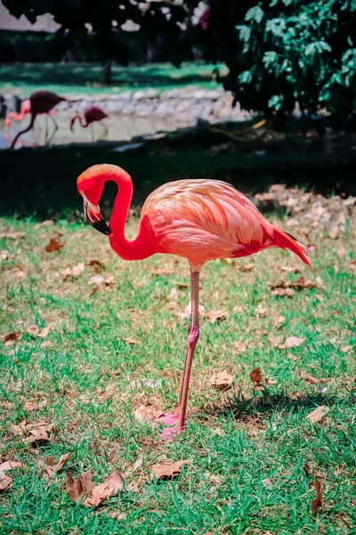 Roze Flamingo Natuur — Stockfoto