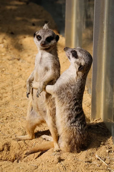 Schattige Stokstaartjes Dieren Gophers — Stockfoto