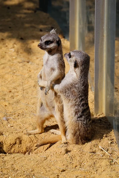 Cute Meerkats Animals Gophers — Stock Photo, Image