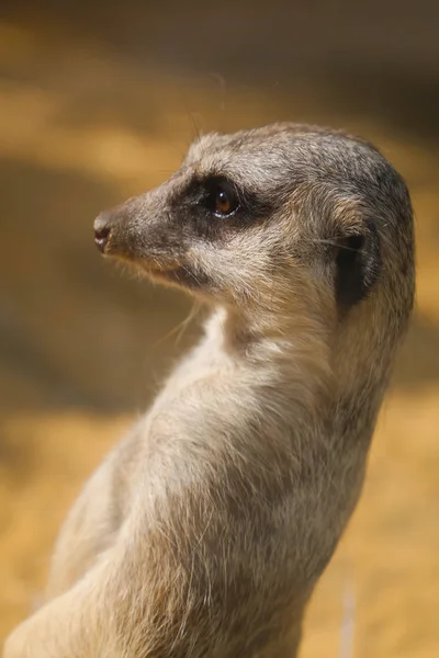 Schattige Stokstaartjes Dieren Gophers — Stockfoto