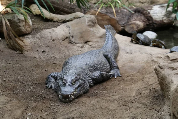 Крокодил Природной Среде — стоковое фото