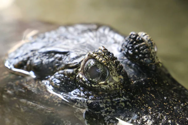 Крокодил Природной Среде — стоковое фото