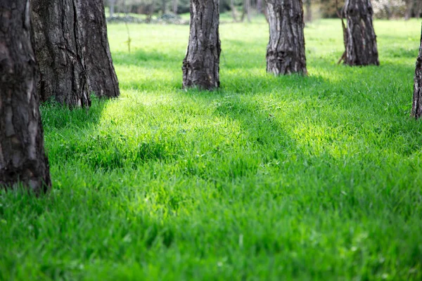 Grönt Gräs Och Träd Solig Dag Sommar Park — Stockfoto