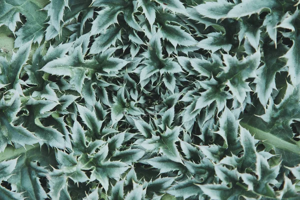 Hinterlässt Hintergrundansicht Makroflorale Tapete — Stockfoto