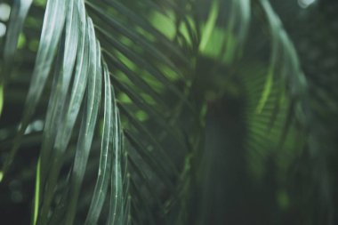 Clouse Up Green Palm Leave Tropical Holiday Travel Background Heat Effect Journey Toned/