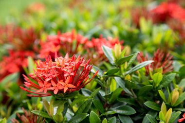 flower with red orange flowers and green leaves. flower background/