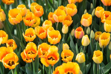 Lale çiçek. Lale güzel buket. renkli lale. Garden lale bahar. Doğa arka plan