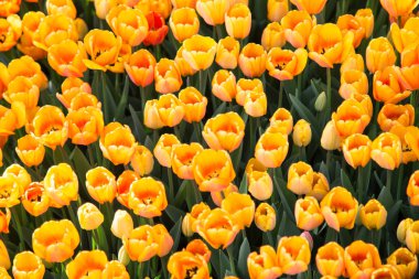 Lale çiçek. Lale güzel buket. renkli lale. Garden lale bahar. Doğa arka plan