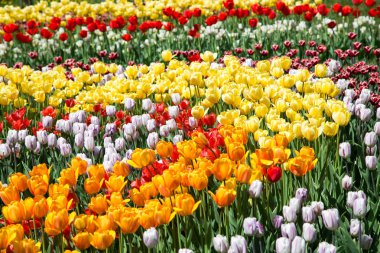 Lale çiçek. Lale güzel buket. renkli lale. Garden lale bahar. Doğa arka plan