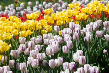 Lale çiçek. Lale güzel buket. renkli lale. Garden lale bahar. Doğa arka plan