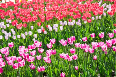 Lale çiçek. Lale güzel buket. renkli lale. Garden lale bahar. Doğa arka plan