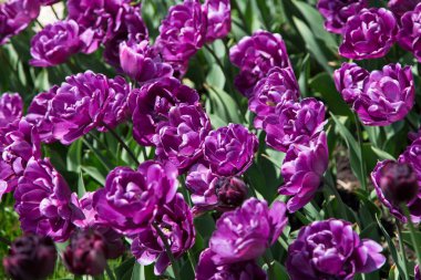 Lale çiçek. Lale güzel buket. renkli lale. Garden lale bahar. Doğa arka plan