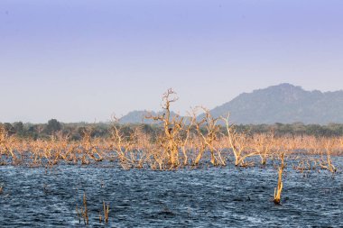 Withered tree branch in the lake nature view with mountin in Sri lanka national park/