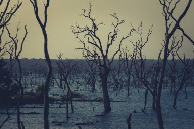 Withered tree branch in the lake nature view with mountin in Sri lanka national park/
