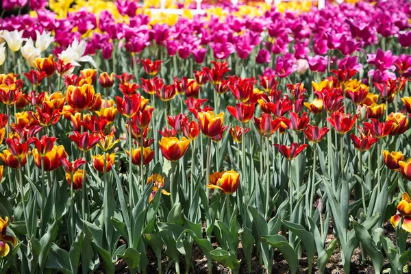 Tulip Flower Beautiful Bouquet Tulips Colorful Tulips Tulips Spring Garden — Stock Photo, Image