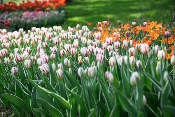 Tulip Flower Beautiful Bouquet Tulips Colorful Tulips Tulips Spring Garden — Stock Photo, Image