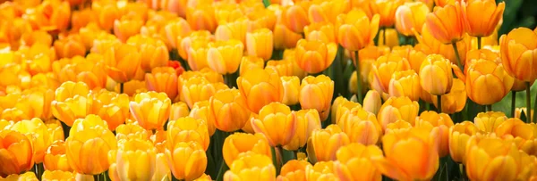 Tulip Flower Beautiful Bouquet Tulips Colorful Tulips Tulips Spring Garden — Stock Photo, Image