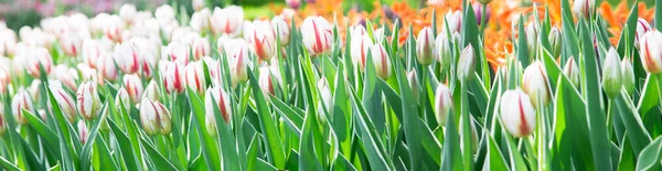 Tulpenblüte Schöner Strauß Tulpen Bunte Tulpen Tulpen Frühling Garten Hintergrund — Stockfoto